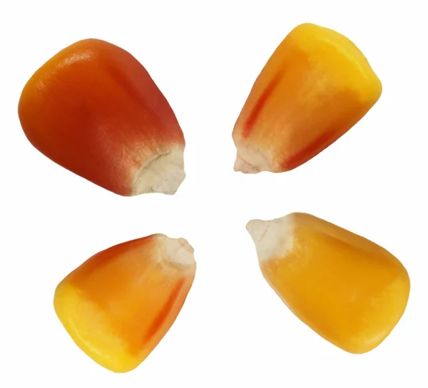 Sementes de milho macro isoladas sobre fundo branco — Fotografia de Stock
