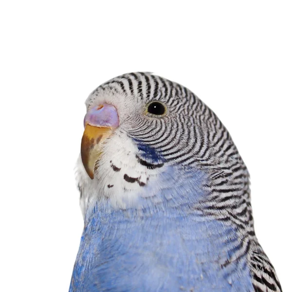 Ritratto di budgerigar isolato su bianco — Foto Stock