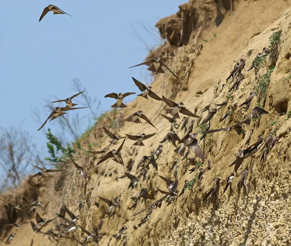 Colony of swallows, Sand Martin breeding colony