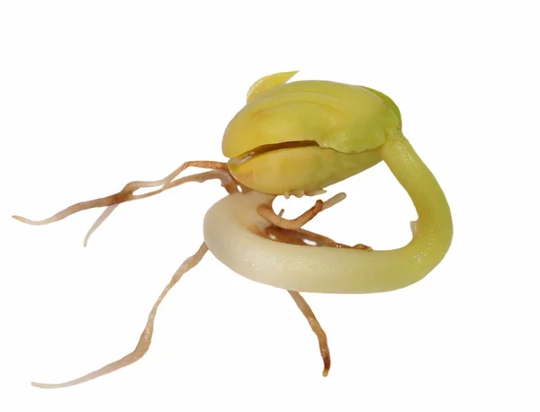 Macro germinating bean isolated on white — Stock Photo, Image