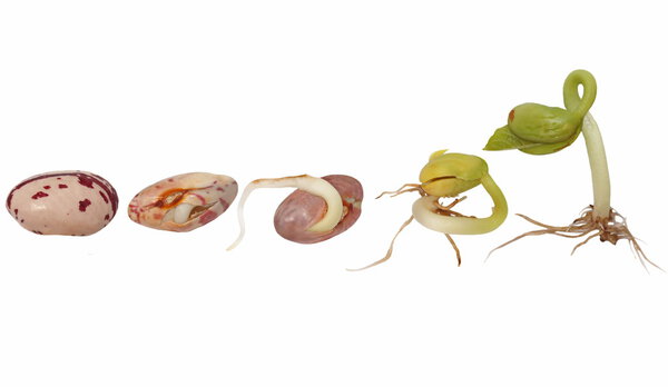 Set macro Bean germination isolated on white background