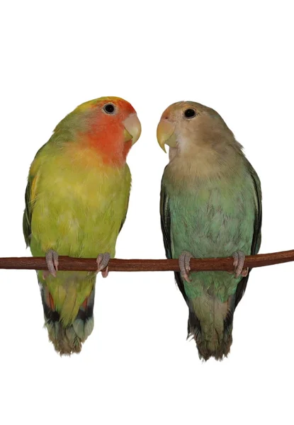 Lovebirds roseicollis üzerinde beyaz arka plan agapornis izole — Stok fotoğraf