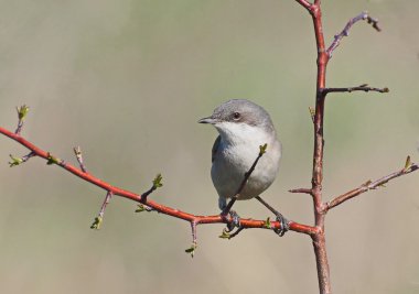 küçük akgerdan dalı, sylvia curruca
