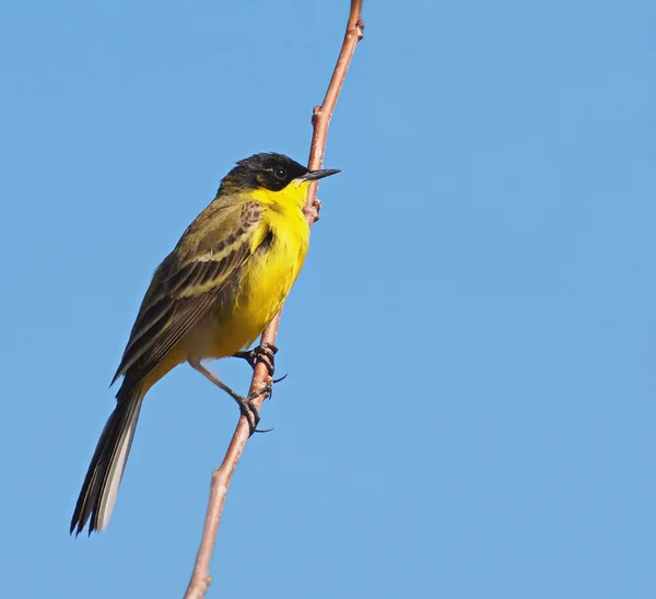 Sarı kuyruksallayan motacilla flava — Stok fotoğraf