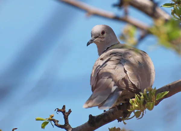 Eurasian Collared dove, Streptopelia decaocto — Stock Photo, Image