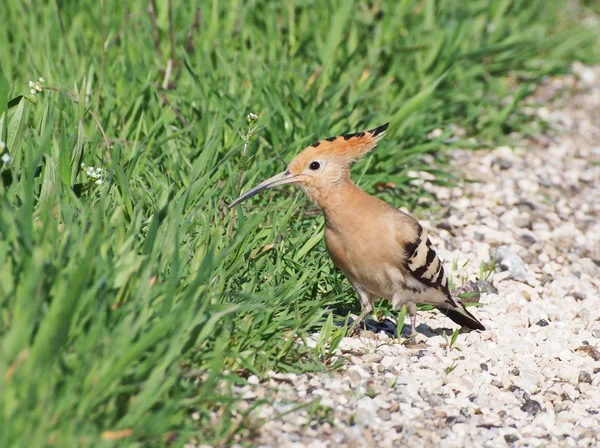 Eurasiático Hoopoe, Upupa epops — Fotografia de Stock