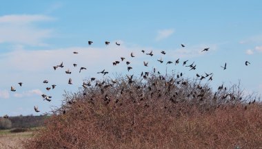 akın, kuşlar, ortak starling, sturnus vulgaris