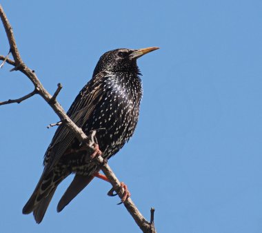 Common Starling, Sturnus vulgaris clipart