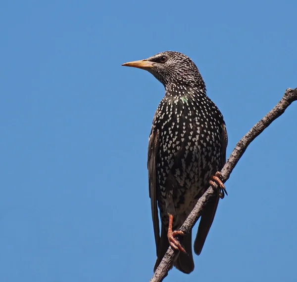 Frequentes Starling, Sturnus vulgaris — Fotografia de Stock