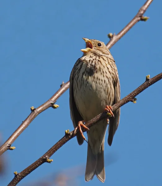 Corn Bunting sings, miliaria calandra — Stock Photo, Image