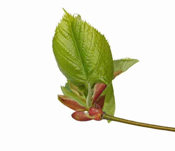 Fioritura tiglio foglie di tiglio isolato su sfondo bianco — Foto Stock
