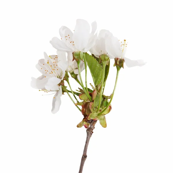 Macro cherry blossom takken geïsoleerd op witte achtergrond — Stockfoto