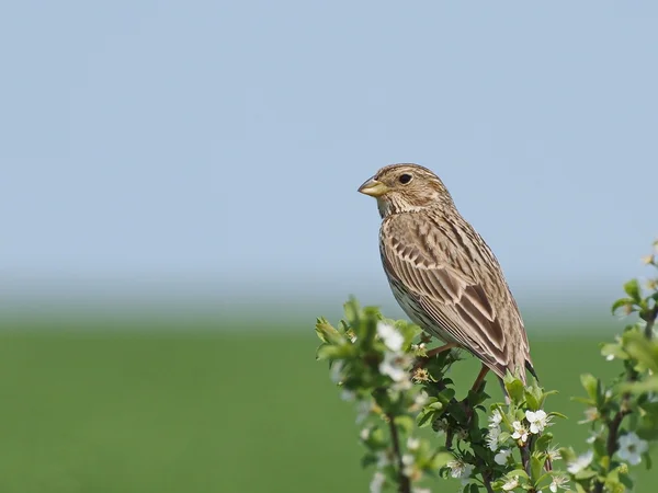 Grauwe gors, miliaria calandra — Stockfoto