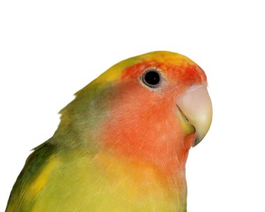 cennet papağanı beyaz zemin üzerine agapornis roseicollis izole.