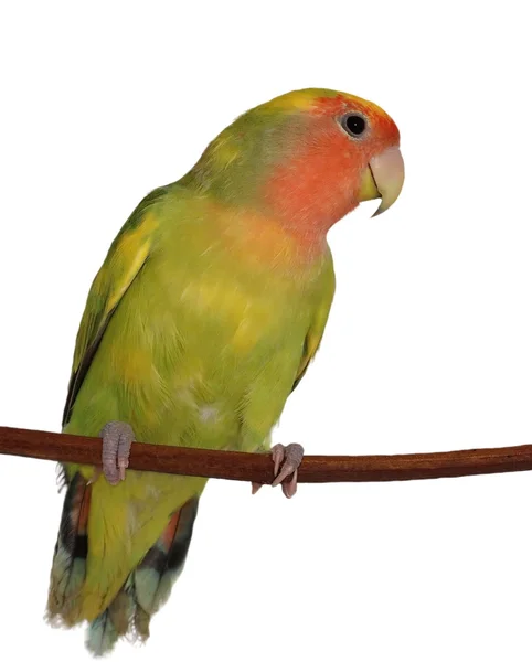 Lovebird na białym tle na białym tle, agapornis roseicollis — Zdjęcie stockowe