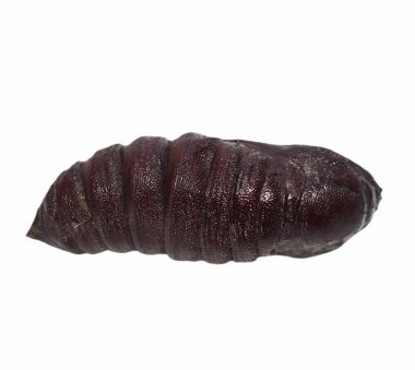 İmparatorluk çam güve kelebek larva (eacles imperialis), beyaz zemin üzerine izole chrysalis