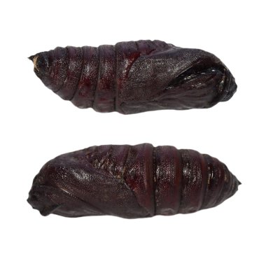 İmparatorluk çam güve kelebek larva (eacles imperialis), beyaz zemin üzerine izole chrysalis
