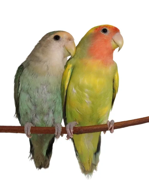 Lovebirds isoleret på hvid baggrund Agapornis roseicollis - Stock-foto