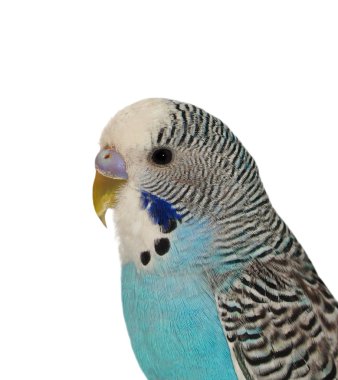 Beyaz, (melopsittacus undulatus izole budgerigar)