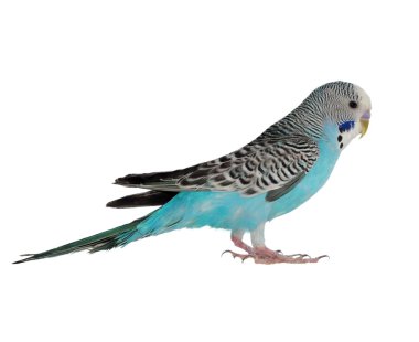 Beyaz, (melopsittacus undulatus izole budgerigar)