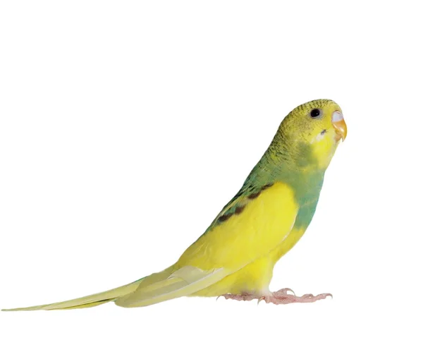 Budgerigar isolated on white, (Melopsittacus undulatus) — Stock Photo, Image