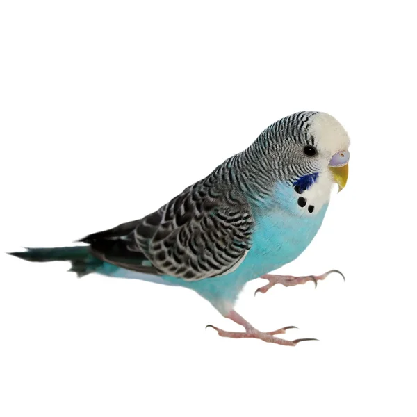 Budgerigar, изолированный на белом (Melopsittacus undulatus) ) — стоковое фото