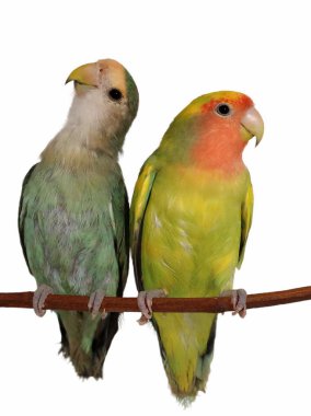 Lovebirds roseicollis üzerinde beyaz arka plan agapornis izole