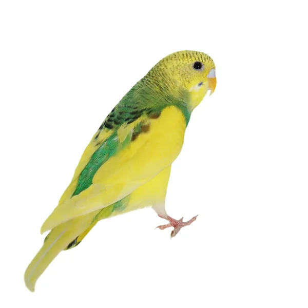 Budgerigar isolated on white, (Melopsittacus undulatus) — Stock Photo, Image