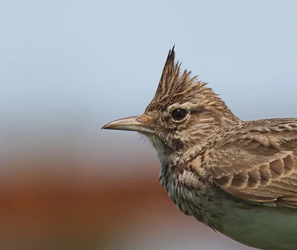 Crested Lärka, galerida cristata — Stockfoto