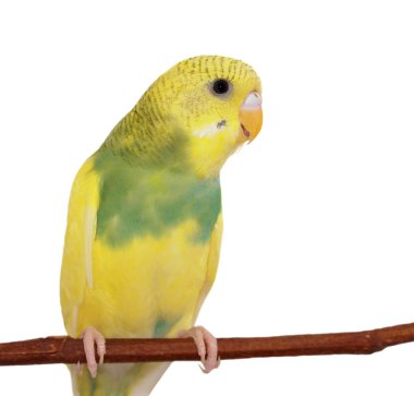Beyaz, (melopsittacus undulatus izole budgerigar)
