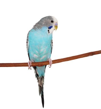 Beyaz, (melopsittacus undulatus izole budgerigar)