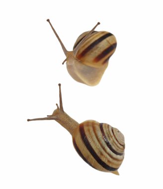 Bahçe salyangoz, helezon aspersa