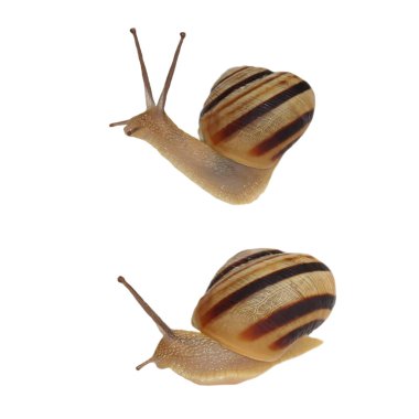 Bahçe salyangoz, helezon aspersa
