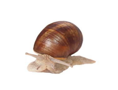 Bahçe salyangoz (Helix aspersa) üzerinde beyaz izole