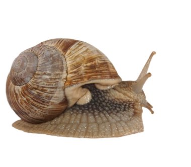 Bahçe salyangoz (Helix aspersa) üzerinde beyaz izole