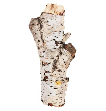 Kuru huş ağacı üzerinde beyaz izole