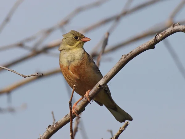 Ortolan-ammer auf zweig, emberiza hortulana — Stockfoto