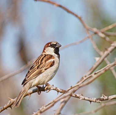Evi sparrow, passer domesticus