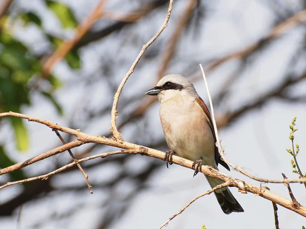 Red backed Shrike, Lanius collurio — Stock Photo, Image