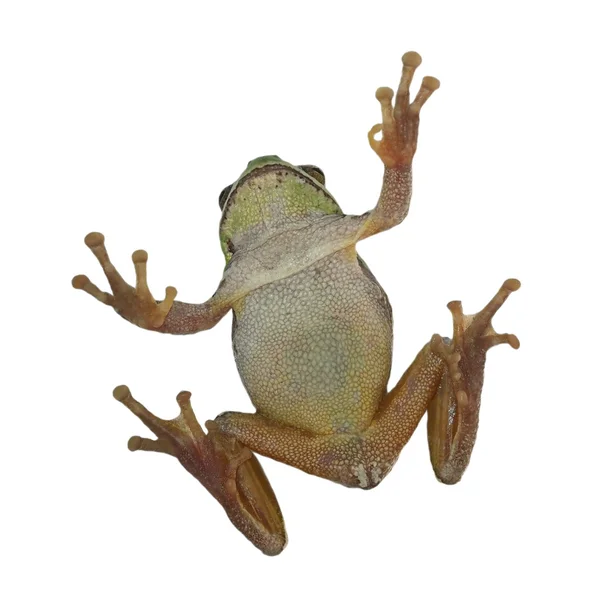 European tree frog isolated on white background, Hyla arborea — Stock Photo, Image