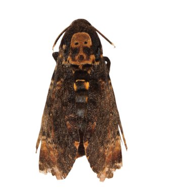 Ölüm'ün baş hawkmoth (Avrupa), atropos üzerinde beyaz izole acherontia