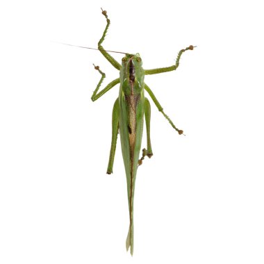 Beyaz arkaplanda izole edilmiş yeşil çekirge