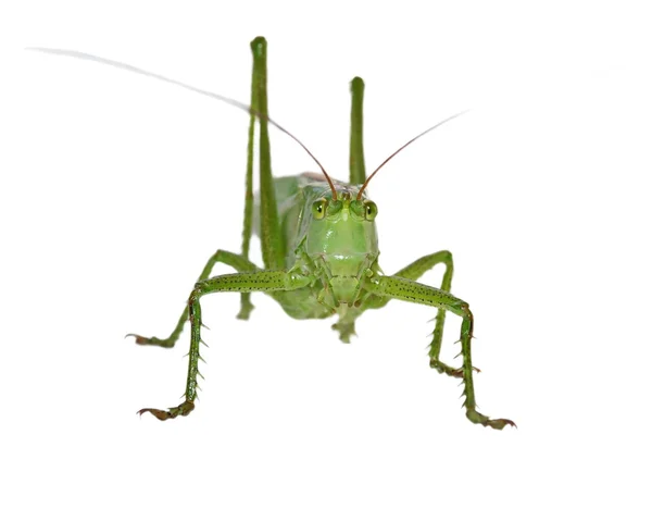Grön gräshoppa isolerad på vit bakgrund — Stockfoto