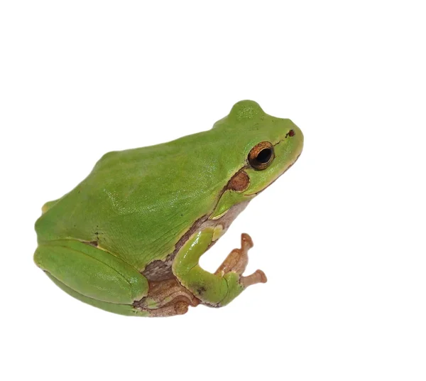 Rana arborícola europea aislada sobre fondo blanco, Hyla arborea —  Fotos de Stock