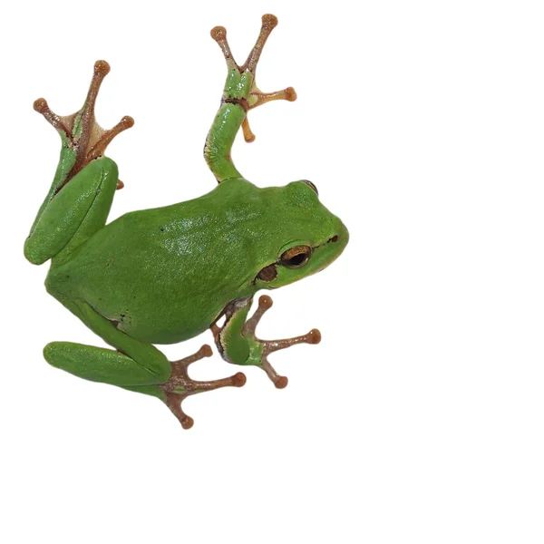 Europese boomkikker geïsoleerd op een witte achtergrond, hyla arborea — Stockfoto