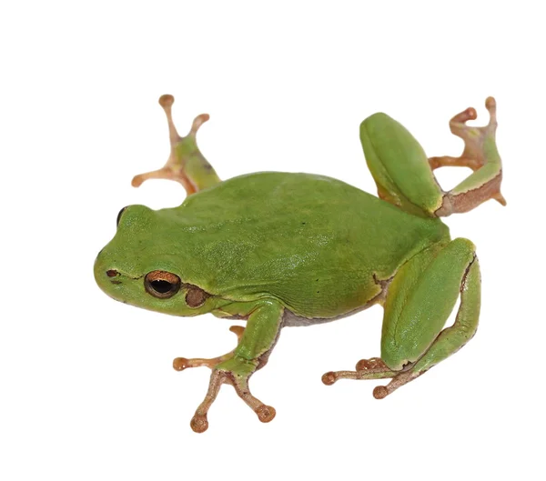 欧洲孤立在雨蛙木本，白色背景上的树蛙 — 图库照片