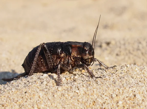 Cricket beetle on sand, Bradyporus dasypus, biggest cricket — Stock Photo, Image