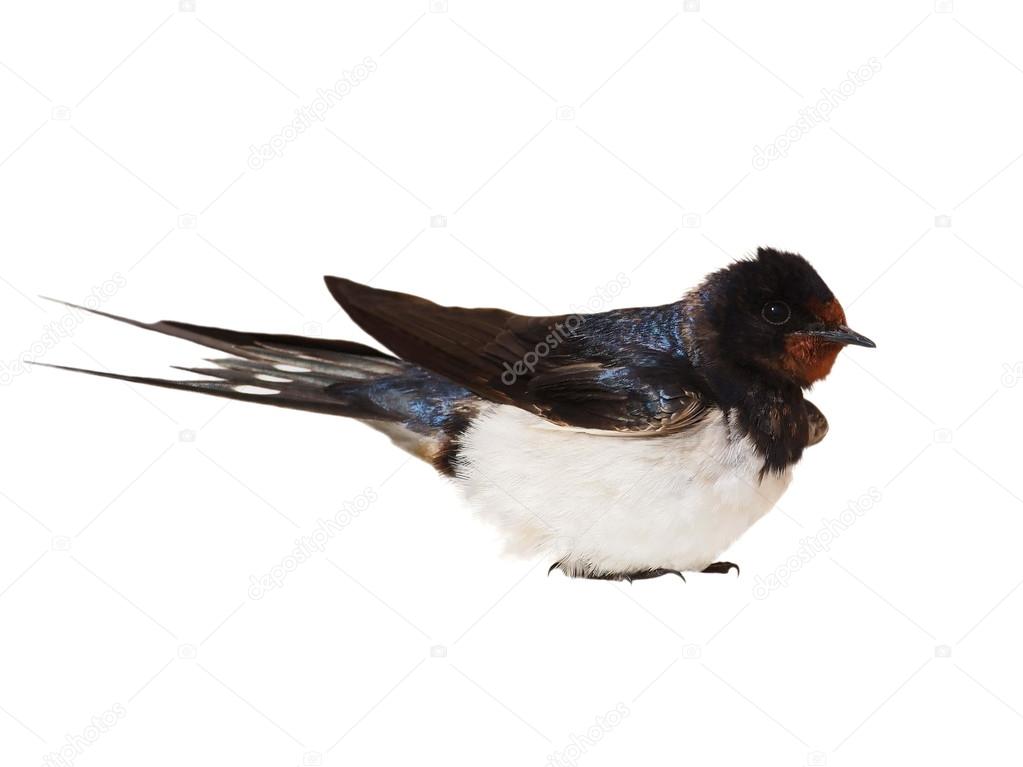 Barn Swallow, Hirundo rustica isolated on white background
