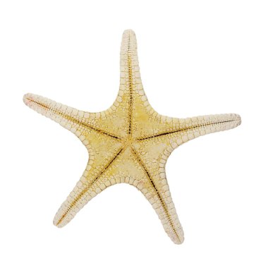 beyaz arkaplanda izole edilmiş denizyıldızı