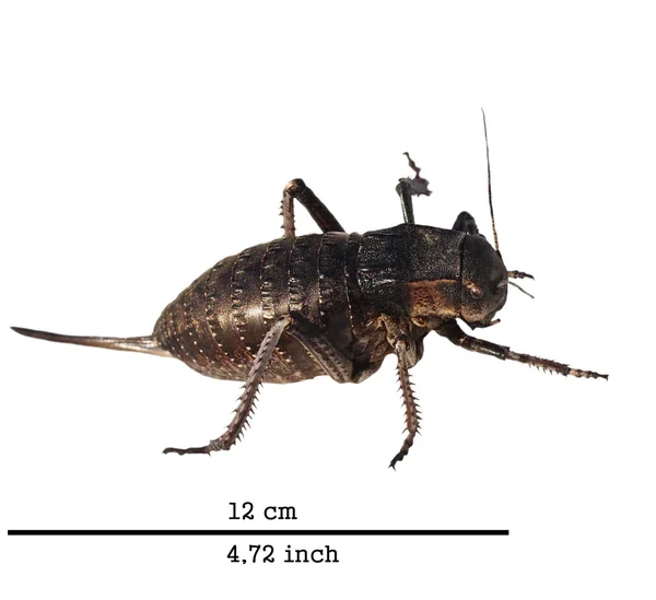 แมลงคริกเก็ตที่โดดเดี่ยวบนพื้นหลังสีขาว, Bradyporus Dasypus, จิ้งหรีดที่ใหญ่ที่สุด (ยุโรป กรีก ) — ภาพถ่ายสต็อก